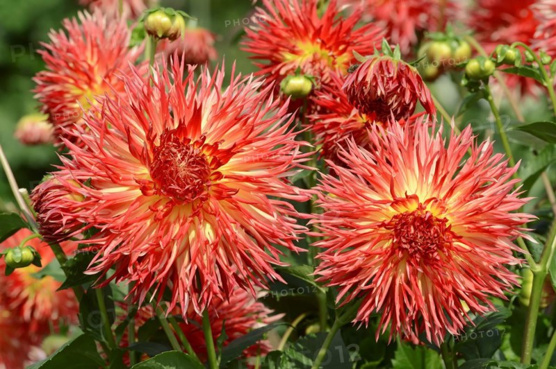 Dahlia 'Karen' (Dahlia Hybride), flower, ornamental plant, North Rhine-Westphalia, Germany, Europe