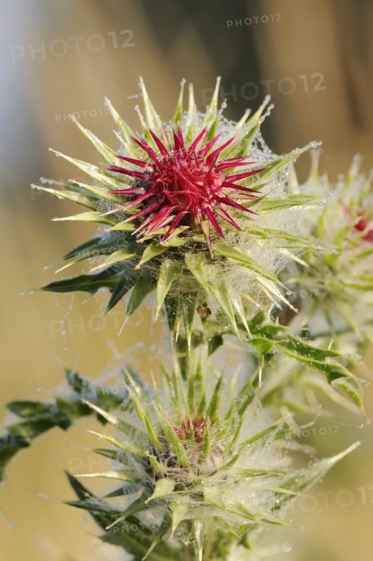 Musk thistle (Carduus nutans), flower, North Rhine-Westphalia, Germany, Europe