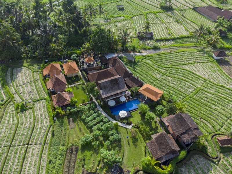 Cultivation of pak choi in Sidemen, Amed, Karangasem, Bali, Indonesia, Asia
