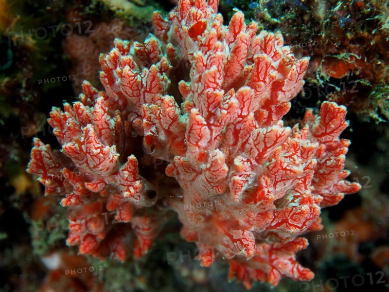 Red crust sponge (Monanchora unguifera), dive site Nursery, Pompano Beach, Florida, USA, North America