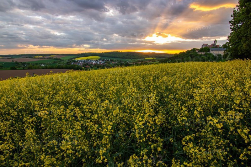 Landscape at sunrise. Beautiful morning landscape with fresh yellow rape fields in spring. Small castle in the yellow fields on a hill. Historic Ronneburg Castle in the middle of nature, Ronneburg, Hesse, Germany, Europe
