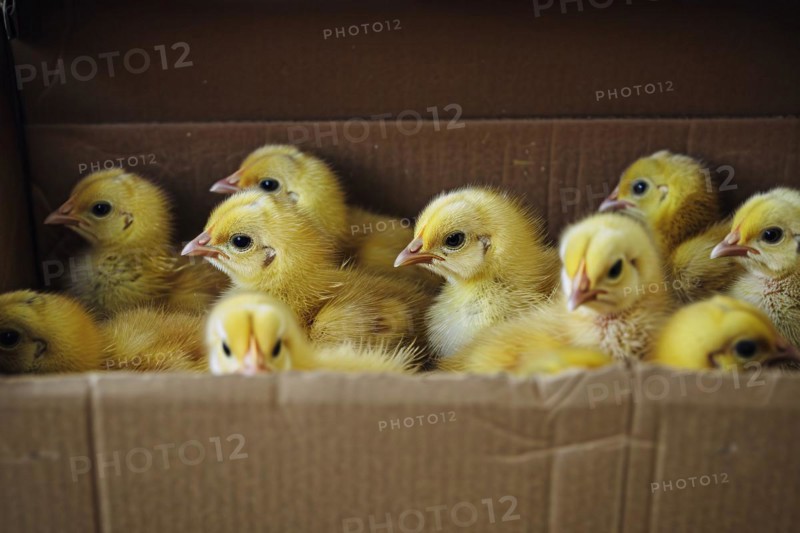 Box full of young chicks KI generiert, generiert, AI generated