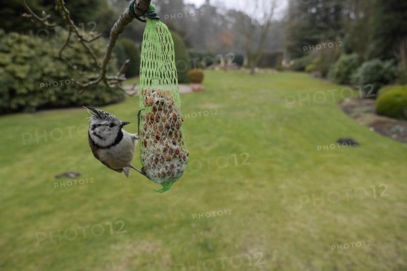 Crested Tit (Lophophanes cristatus), feeding on a fat ball, North Rhine-Westphalia, Germany, Europe