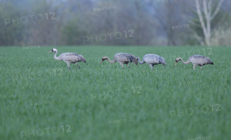 Crane (Grus grus), young birds foraging in a cereal field, Lower Saxony, Germany, Europe