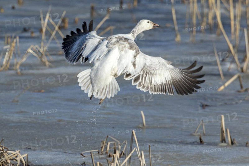 Snow goose (Anser caerulescens), juvenile taking off on a frozen marsh, lac Saint-Pierre biosphere reserve, province of Quebec, Canada, North America