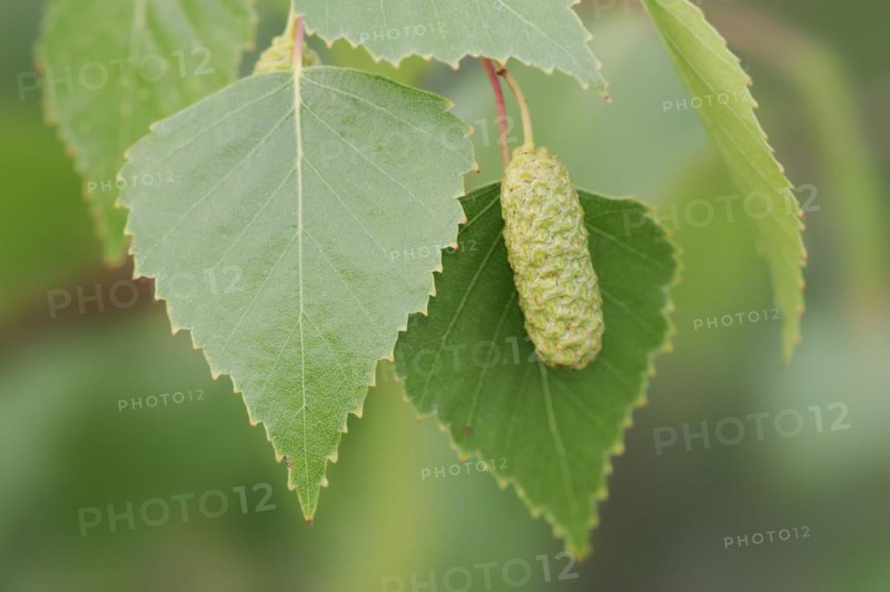Silver birch (Betula pendula, Betula alba, Betula verrucosa), leaves and inflorescence, North Rhine-Westphalia, Germany, Europe