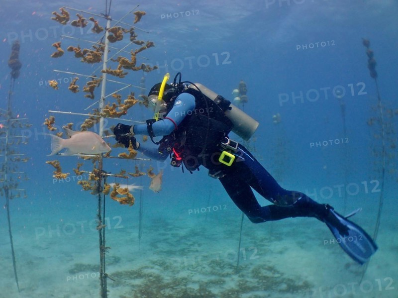 Coral farming. Divers hang young specimens of elkhorn coral (Acropora palmata) on the frame on which they grow until they can be released onto the reef. The aim is to breed corals that can withstand the higher water temperatures. Dive site Nursery, Tavernier, Florida Keys, Florida, USA, North America
