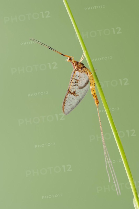 Mayfly (Ephemera glaucops), male, North Rhine-Westphalia, Germany, Europe