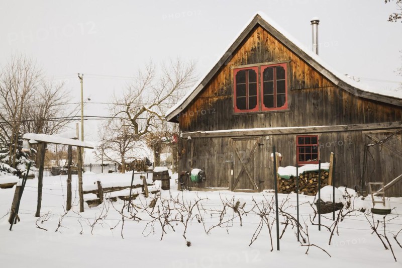Vitis labrusca, Grapevine plantation and old wooden rustic barn with red trimmed windows in backyard garden in winter, Quebec, Canada, North America