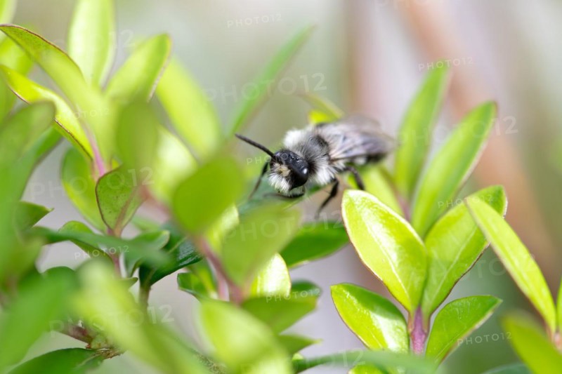 Ashy mining bee (Andrena cineraria), grey-black dusky sand bee, sitting on a leaf in a hedge, Velbert, North Rhine-Westphalia, Germany, Europe