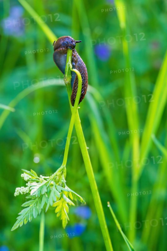 Round back slug (Arionidae) eating on a plant stem on a meadow in the summer