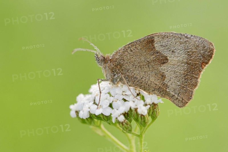 Meadow brown (Maniola jurtina) with dewdrops, North Rhine-Westphalia, Germany, Europe