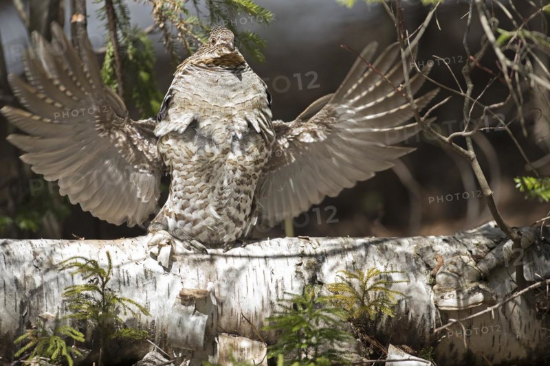 Ruffed grouse (Bonasa umbellus), male drumming to chase other male and to attract females, La Mauricie national park, Province of Quebec, Canada, North America
