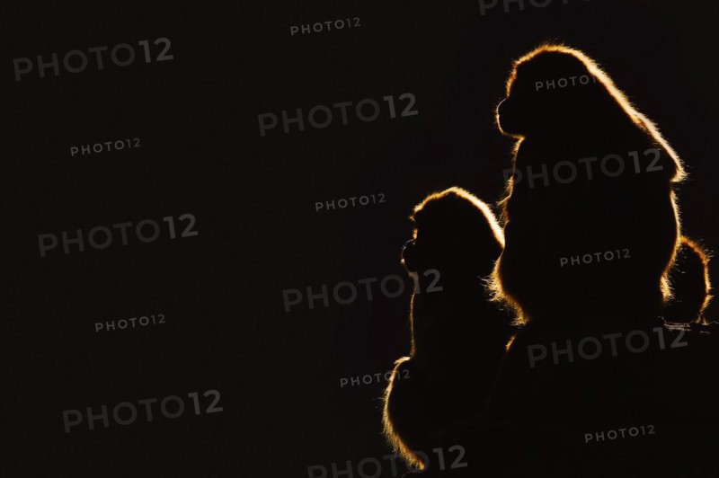 Djelada or gelada baboon (Theropithecus gelada), female in backlight, captive, occurrence in Ethiopia