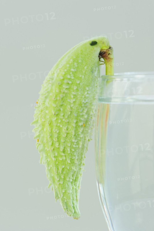 Common milkweed (Asclepias syriaca), fruit as a decorative parrot on a wine glass