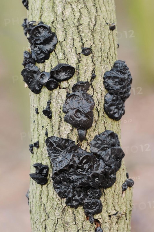 Warty glandular or warty black glandular (Exidia nigricans, Exidia plana), North Rhine-Westphalia, Germany, Europe