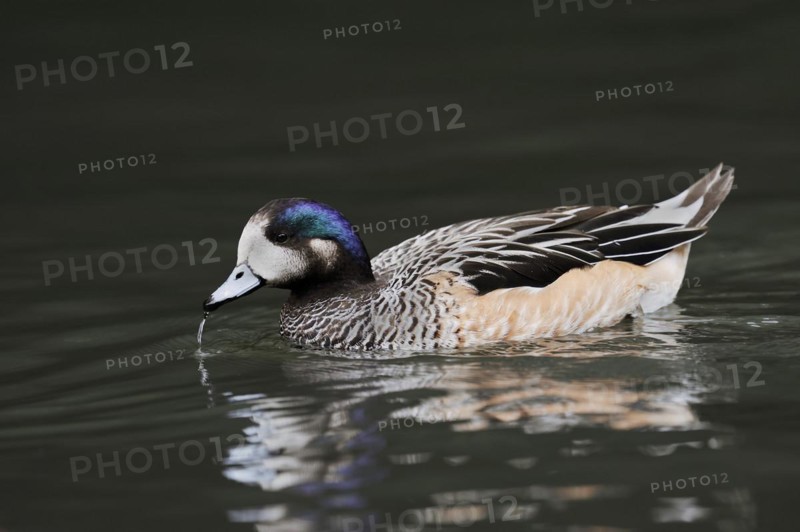 Chilean wigeon or Chilean wigeon (Anas sibilatrix, Mareca sibilatrix), captive, occurring in South America