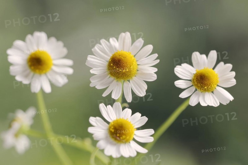 Chamomile (Matricaria recutita, Matricaria chamomilla), flowers, medicinal plant, North Rhine-Westphalia, Germany, Europe