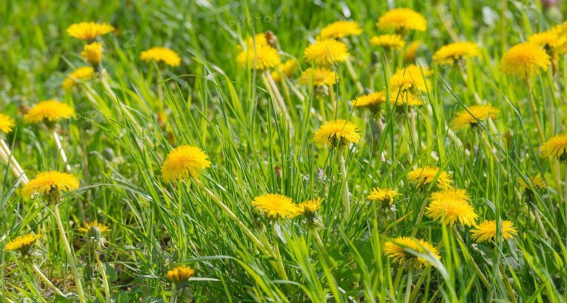Many yellow flowers of dandelion, dandelion, buttercup, common dandelion (Taraxacum ruderalia) shine on a sunny day on a green meadow in the grass, spring, spring, summer on a green meadow, Allertal, Lower Saxony, Germany, Europe