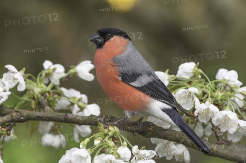 A male eurasian bullfinch (Pyrrhula pyrrhula) resting on a branch with white flowers, Baden-Wuerttemberg, Germany, Europe