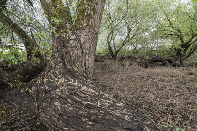 Old willows (Salix alba) in the quarry forest, Emsland, Lower Saxony, Germany, Europe