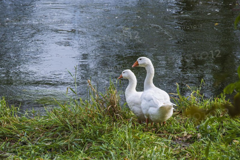 Pair of geese at the edge of a body of water, on the banks of the Danube near Berg, Ehingen, Baden-Wuerttemberg, Germany, Europe