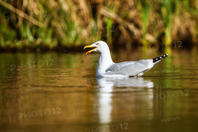 European Herring Gull, Larus argentatus on lake