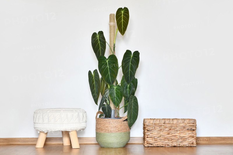 Large exotic 'Philodendron Melanochrysum' houseplant with long velvet leaves in basket flower pot on floor