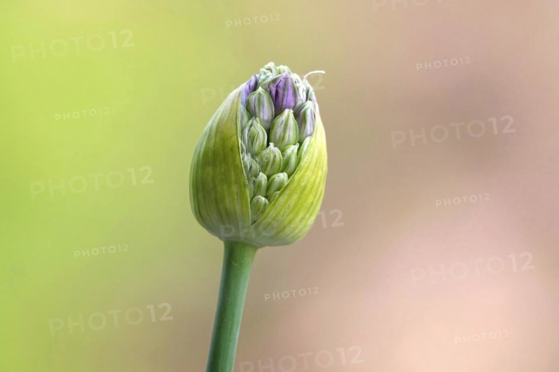 Ornamental leek (Alium), spring, Germany, Europe