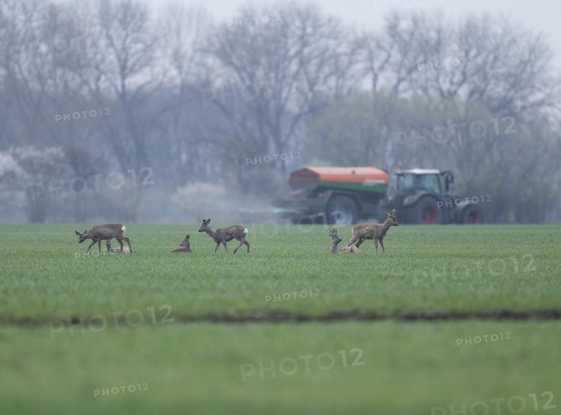 European roe deers (Capreolus capreolus) with winter fur standing and lying on a grain field, tractor with fertiliser spreader behind, Thuringia, Germany, Europe