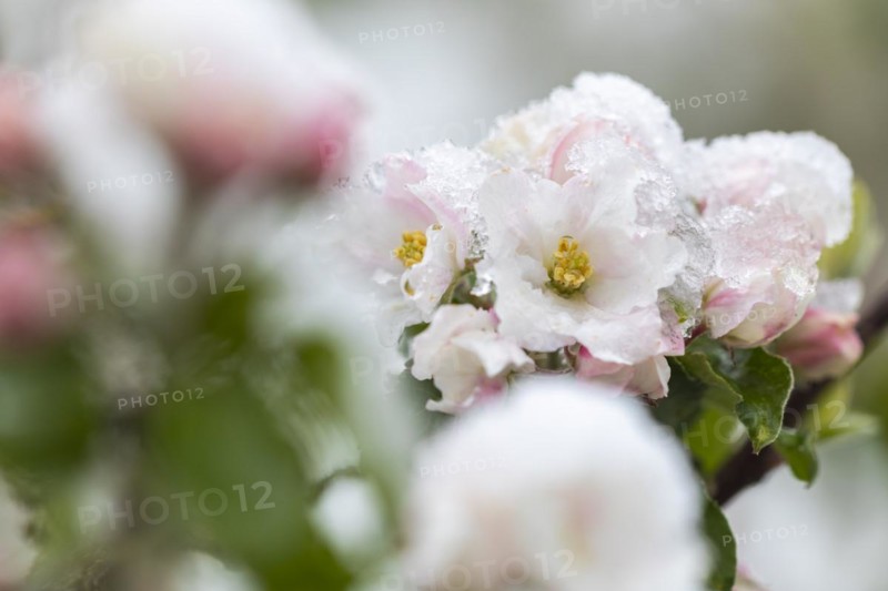 Apple blossom with snow, apple tree (Malus), pome fruit tree (Pyrinae), meadow orchard, spring, Goeggingen, Krauchenwies, Upper Danube nature park Park, Baden-Wuerttemberg, Germany, Europe