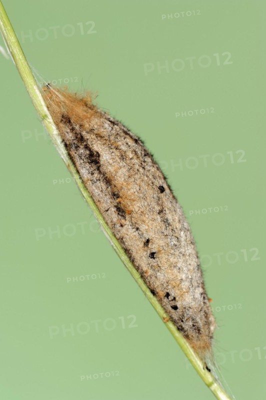 Drinker moth (Euthrix potatoria), cocoon, North Rhine-Westphalia, Germany, Europe