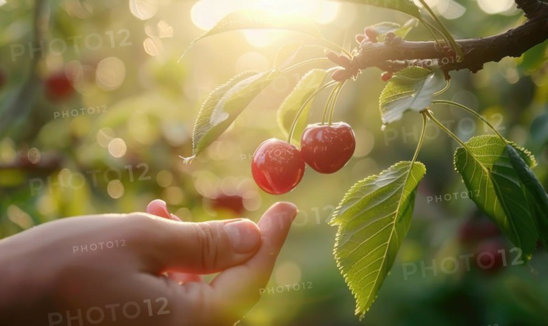 Close-up of a ripe cherry being plucked from a tree AI generated