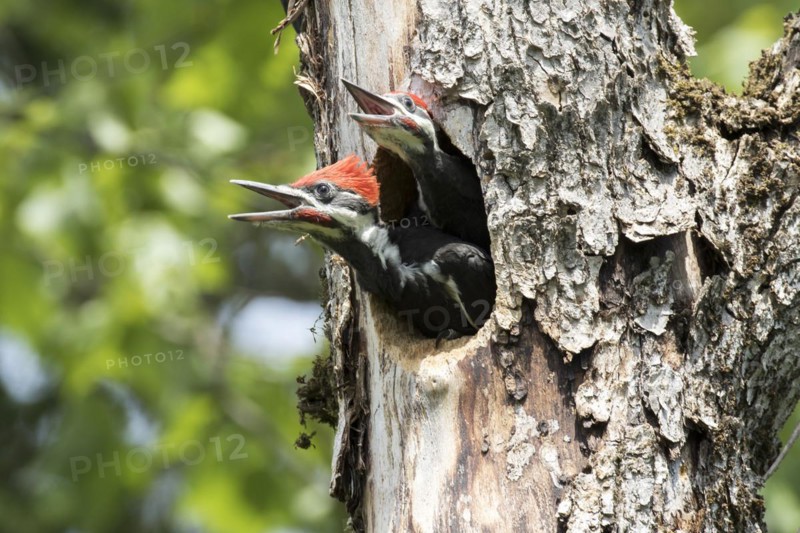 Pileated woodpecker (Dryocopus pileatus) . Babies crying and waiting for food, La Mauricie national park, province of Quebec, Canada, North America