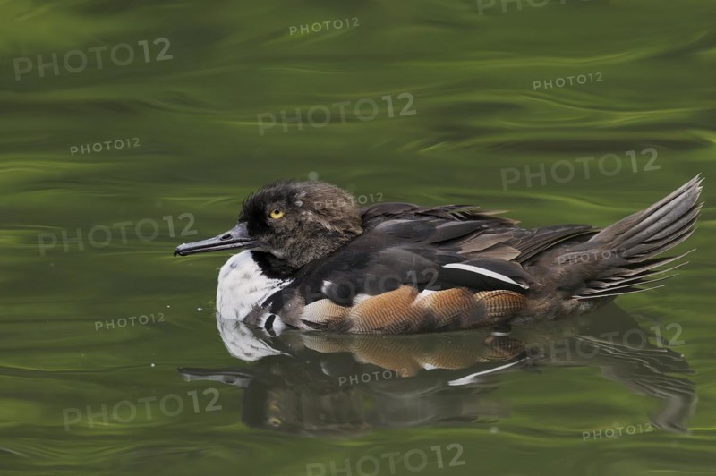Hooded Merganser (Lophodytes cucullatus), male, occurrence in North America, captive escapee, North Rhine-Westphalia, Germany, Europe