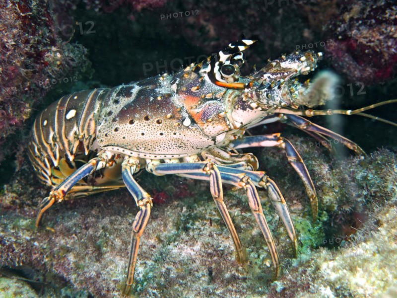 Caribbean spiny crayfish (Panulirus argus), John Pennekamp Coral Reef State Park dive site, Key Largo, Florida Keys, Florida, USA, North America
