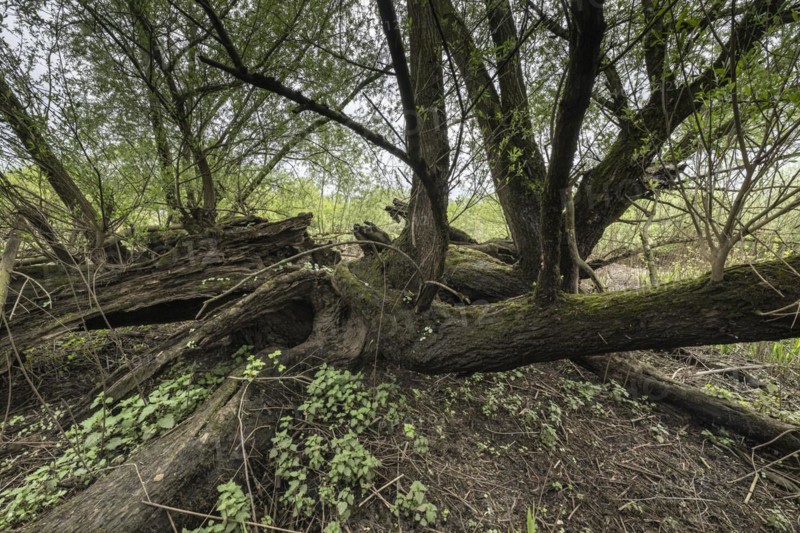 Old willows (Salix alba) in the quarry forest, Emsland, Lower Saxony, Germany, Europe