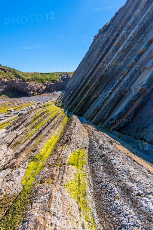 Marine vegetation in Algorri cove on the coast in the flysch of Zumaia without people, Gipuzkoa. Basque Country