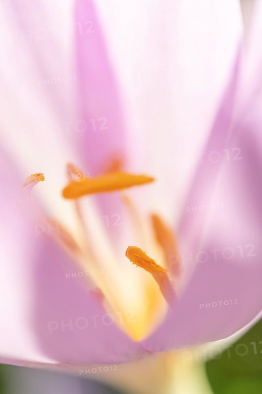 Detail of the stamen in an meadow saffron (Colchicum autumnale) . Alsace, East, France, Europe