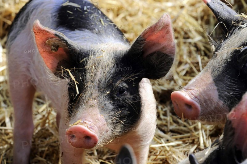 Hallisches Schwein, Schwaebisch-Haellisches Landschwein (Sus scrofa domestica), young animal, Tierpark, Baden-Wuerttemberg, Germany, Europe, Young colourful pigs on straw look curious, Europe