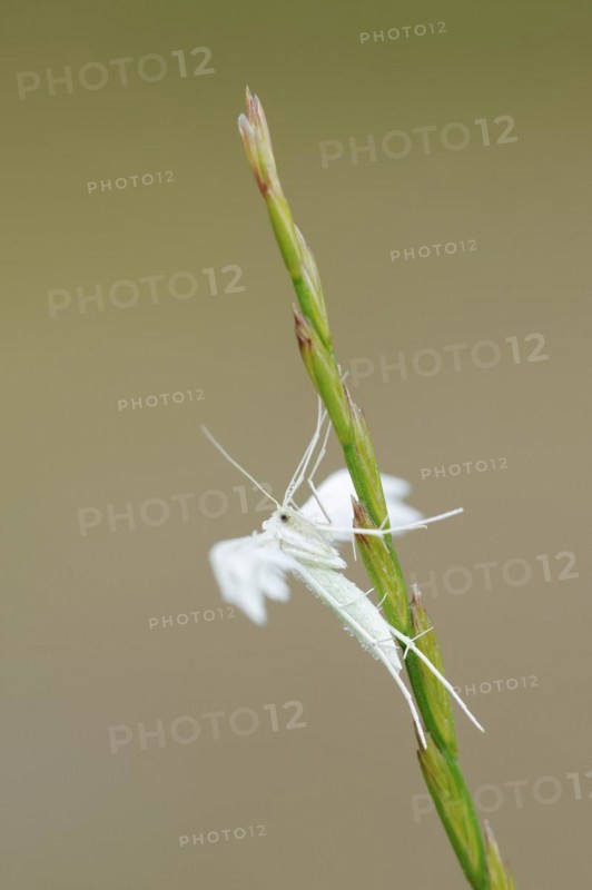 White bindweed moth or sloe ghost (Pterophorus pentadactyla, Pterophorus pentadactylus), North Rhine-Westphalia, Germany, Europe