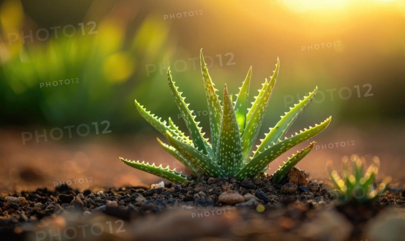 An aloe vera plant flourishing in a desert garden AI generated