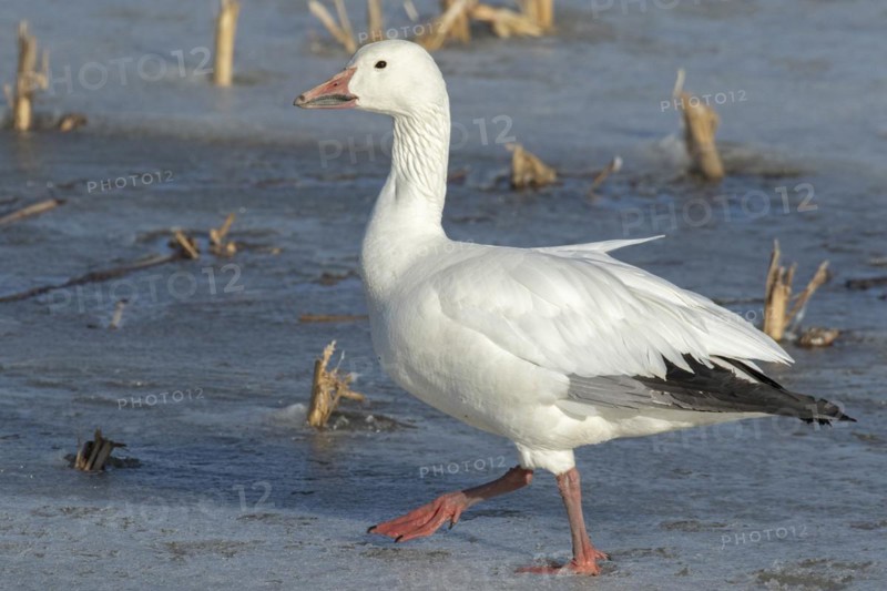Snow goose (Anser caerulescens), adult walking on a frozen marsh, Lac Saint-Pierre Biosphere Reserve, province of Quebec, Canada, North America