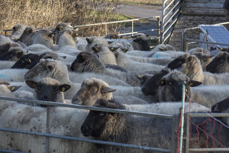 Black-headed domestic sheep (Ovis gmelini aries) in a pen, Mecklenburg-Western Pomerania, Germany, Europe