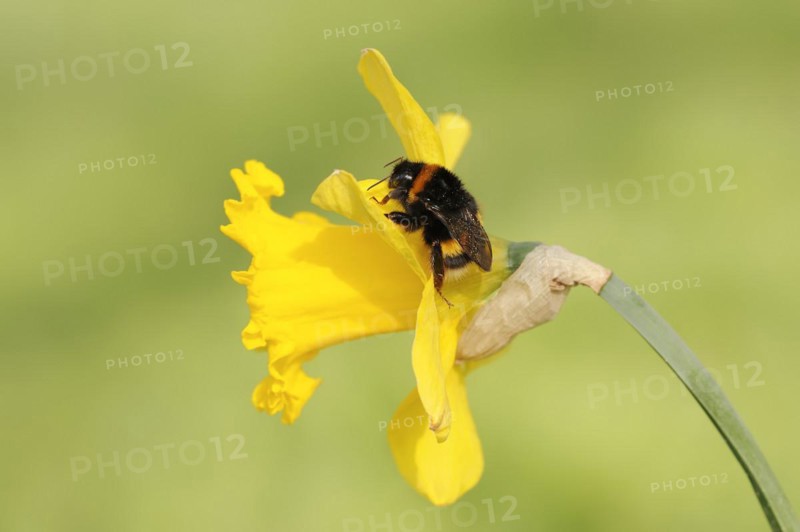 Large earth bumblebee (Bombus terrestris) on yellow narcissus (Narcissus pseudonarcissus), North Rhine-Westphalia, Germany, Europe