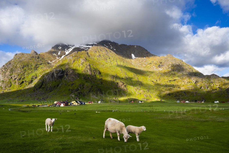 A ewe with two lambs in a meadow near Uttakleiv (Utakleiv) . Houses and mountains in the background. Sun and clouds, good weather. Early summer. Uttakleiv, Vestvagoya, Lofoten, Norway, Europe