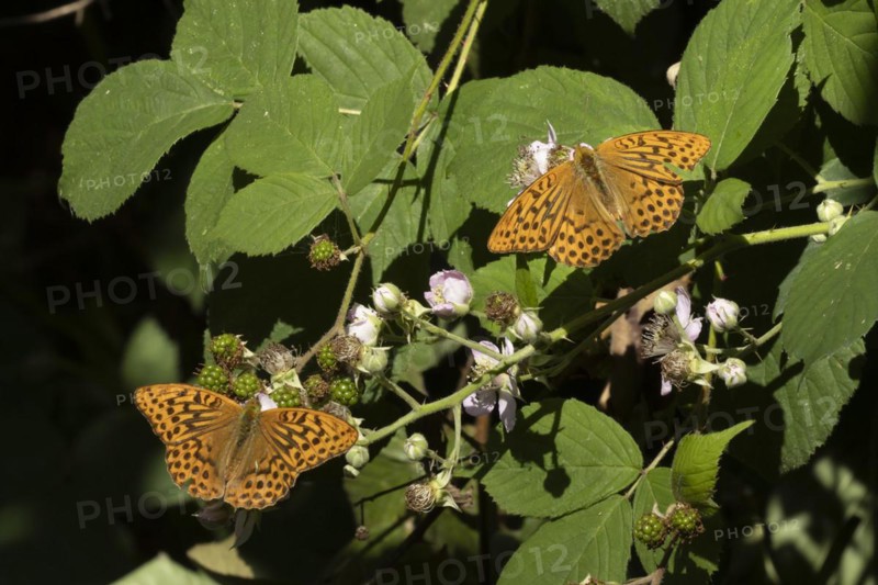 Silver-washed fritillary butterfly (Argynnis paphia) two adults feeding on Bramble flowers, Suffolk, England, United Kingdom, Europe