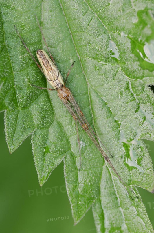 Common stretch-spider (Tetragnatha extensa), North Rhine-Westphalia, Germany, Europe