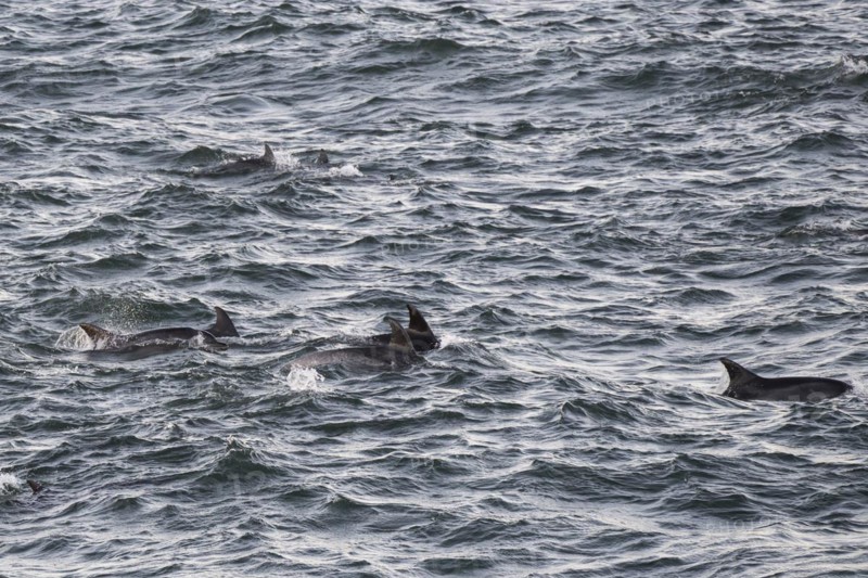 Dolphins, Bottlenose dolphins, Bay, Port Elizabeth, South Africa, Africa
