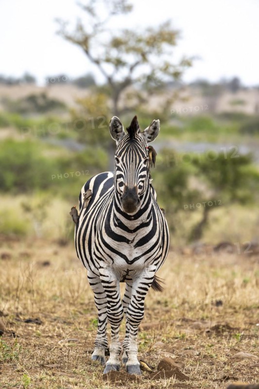 Plains zebra (Equus quagga) with several yellow-billed oxpecker (Buphagus africanus), African savannah, Kruger National Park, South Africa, Africa